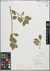 Foto von Salix myrsinifolia Salisb.